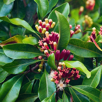 MADAGASCAR CLOVE