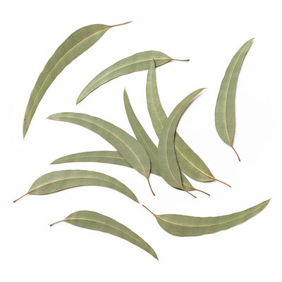 EUCALYPTUS